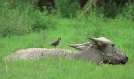 八哥最新爆料视频直播,最新爆料视频内容大起底